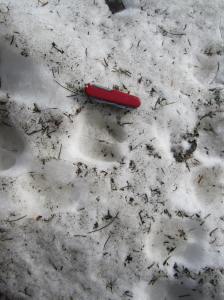 Goat print in the snow