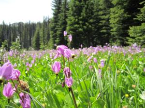 Shooting star flower