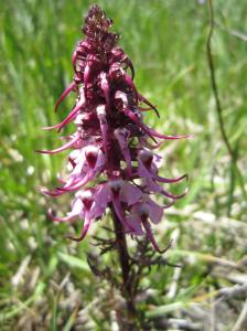 Elephant head flower