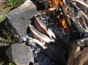 Cooking brook trout on the coals